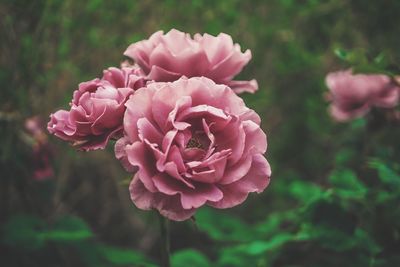 Close-up of pink rose