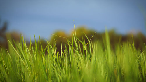 Close-up of wheat field against sky