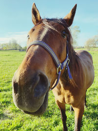 Close-up of horse on field