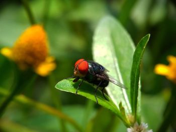 Close-up of insect on flower