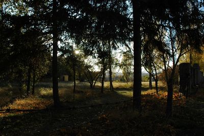 Trees on field in forest