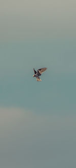 Close-up of bird flying against clear sky