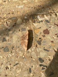 High angle view of snake on rock