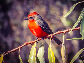 Close-up of bird perching on leaf