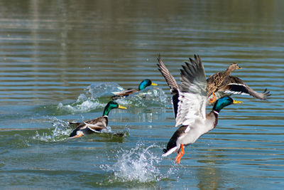 Duck swimming in lake