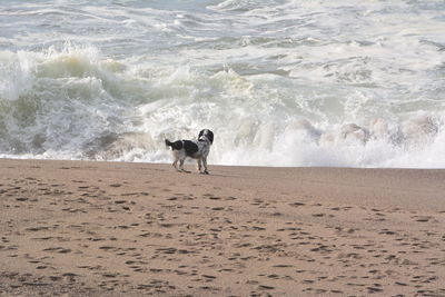 Dog on beach