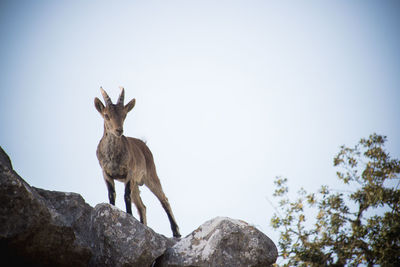Low angle view of deer on rock against sky