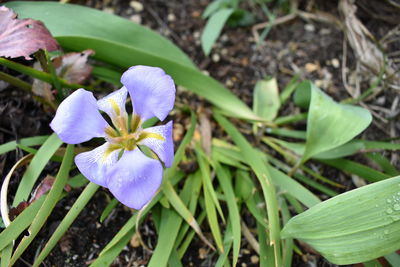 Close-up of purple crocus flowers on field