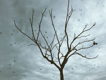 Low angle view of bare tree against sky