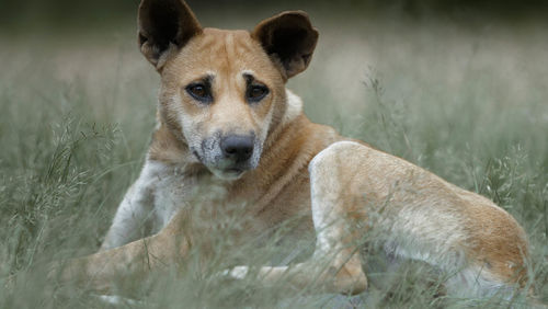 Portrait of dog relaxing on field