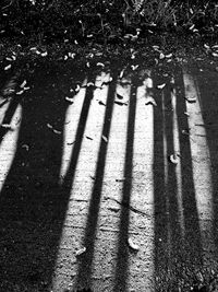 Shadow of trees on road