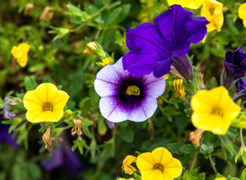 Close-up of purple flowering plants