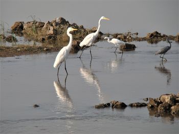 White egrets