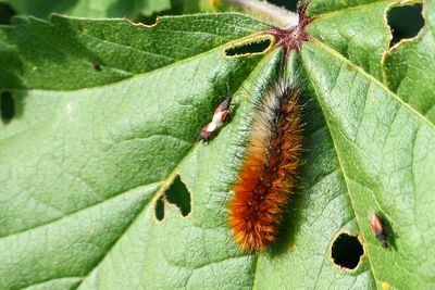 High angle view of insect on leaf