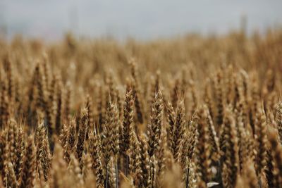 Close-up of stalks in field