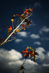 Low angle view of flowering plant against sky