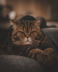 Close-up of cat lying on bed at home