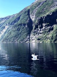 Ducks in lake