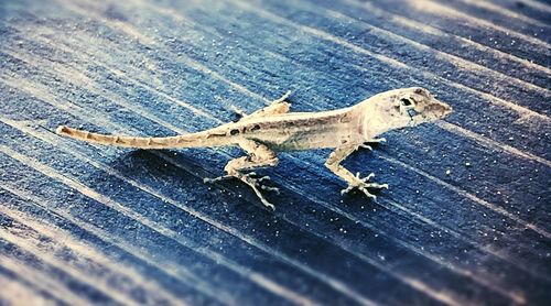 High angle view of a lizard on wood
