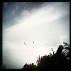 Low angle view of bird flying in sky