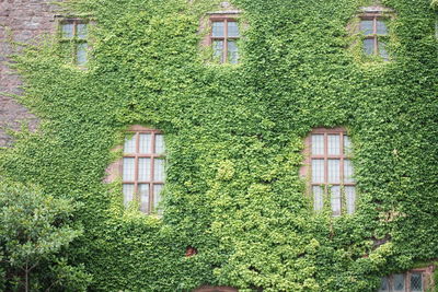 Full frame shot of ivy growing on building