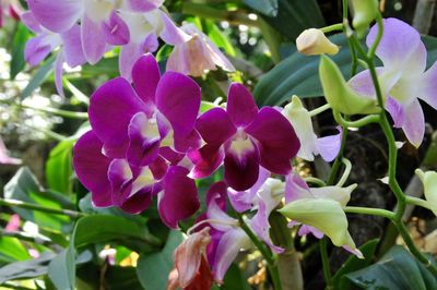 Close-up of purple flowers blooming outdoors