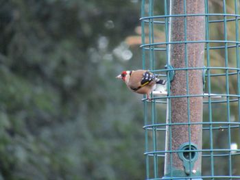 Close-up of bird perching on a fence