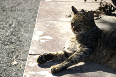 Close-up of cat sitting on footpath