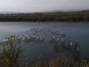 Birds flying over lake against sky