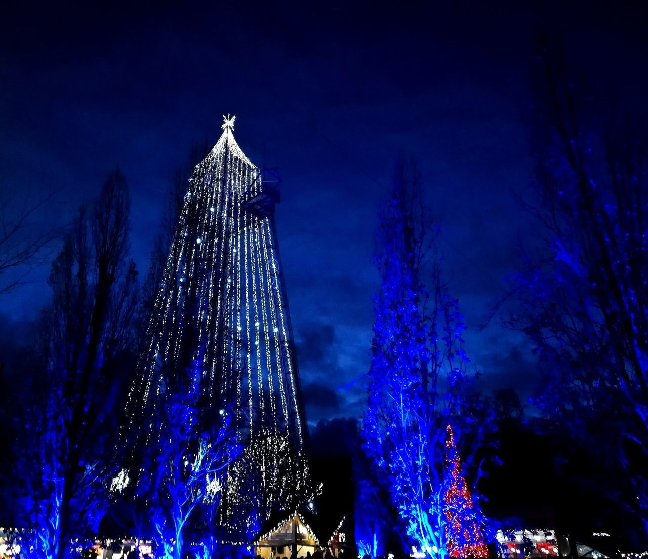 LOW ANGLE VIEW OF ILLUMINATED TREES DURING WINTER AT NIGHT