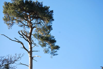 Low angle view of tree against clear blue sky