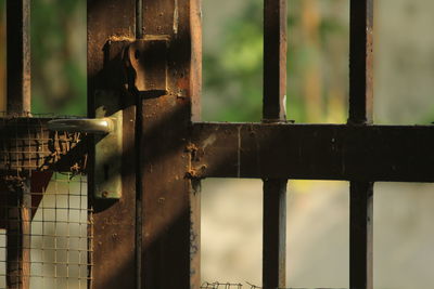 Close-up of a cat looking through metal window