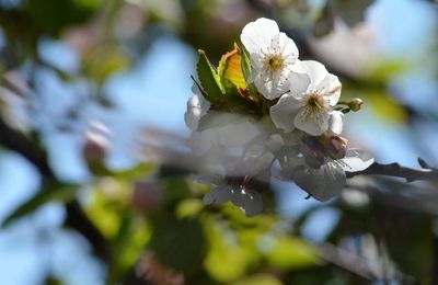 Close-up of white cherry blossoms in spring