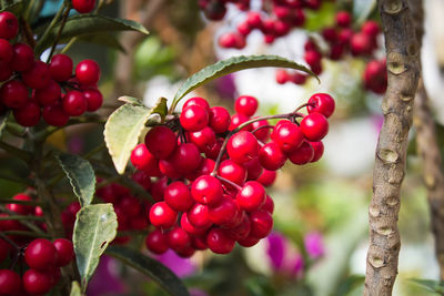 Close-up of red berries on branch