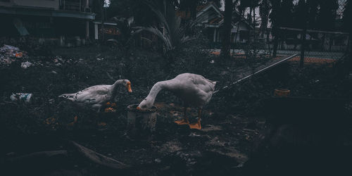 Flock of birds against the sky