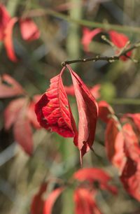 Close-up of red flowering plant