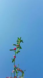 Low angle view of flowering plant against clear blue sky