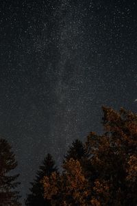 Low angle view of trees against sky at night