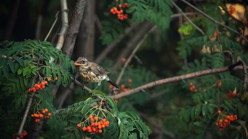 Close-up of bird perching on plant