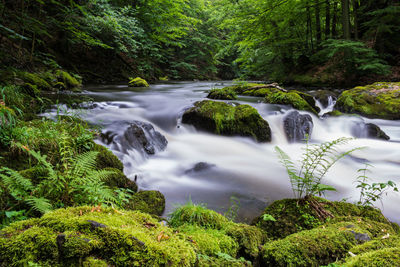 Scenic view of waterfall in forest