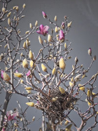 Low angle view of magnolia blossoms in spring