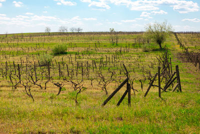 Vineyard in the spring season . wine growing field
