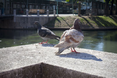 Seagull perching on a water