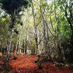 Trees in forest