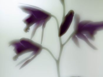 Close-up of flower over white background