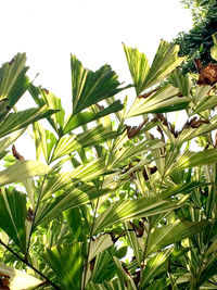 Low angle view of palm trees