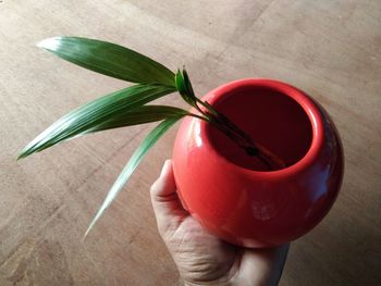 Close-up of hand holding red rose