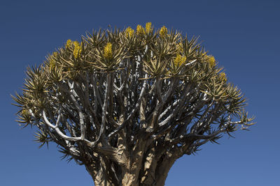 Low angle view of cactus against clear blue sky