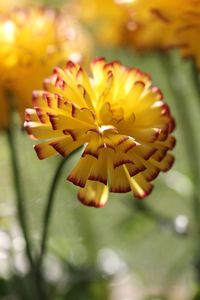 Close-up of yellow flower blooming outdoors