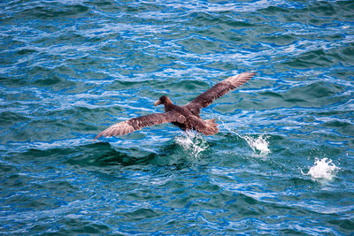 View of birds swimming in sea